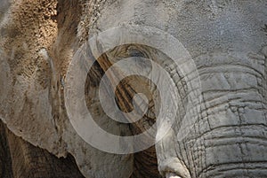 Portrait of an elephant