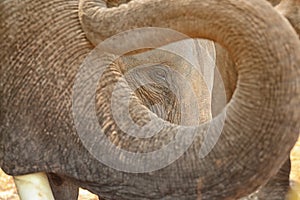 Portrait Of elephant eye Seen Through Elephant Trunk