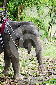 Portrait of elephant in harness for trekking