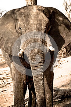 Portrait Elephant