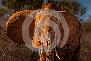 Portrait of an elephant in the Tsavo National Park, Kenya