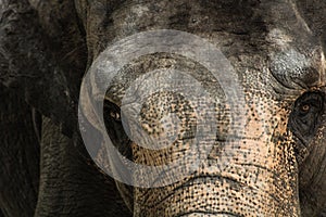 Portrait of elephant in the zoo of china