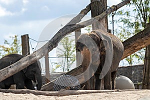 A portrait of an elephant in a zoo standing and looking around in its cage with all its toys and props