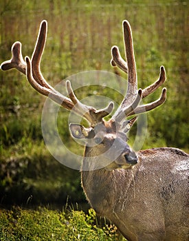 Portrait of an elk