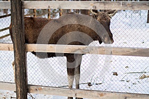 Portrait Elk in the winter