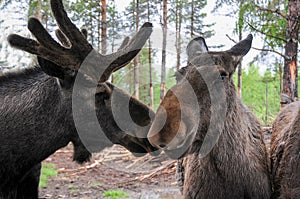 Elks in a moose farm in sweden photo