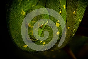 Portrait of an emerald boa, rainforest snake