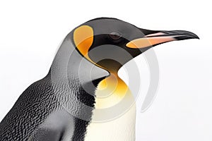 Portrait of an emperor penguin in profile on a white background. Generative AI