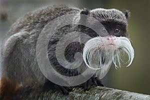 Portrait of a emperor tamarin