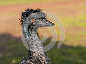 Portrait of an Emu