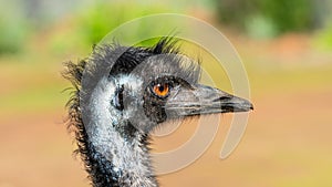 Portrait of an Emu