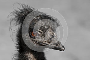 Portrait of an emu