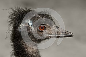 Portrait of an emu