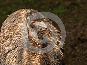 Portrait of an Emu in Australia