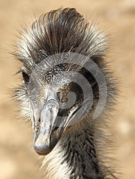 Portrait of emu - Dromaius