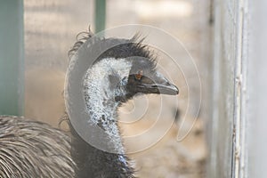 Portrait of an Emu Dromaius novaehollandiae