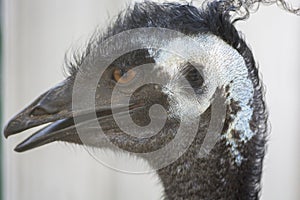 Portrait of an Emu Dromaius novaehollandiae