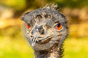 Portrait of an Emu Dromaius novaehollandiae head with orange eyes