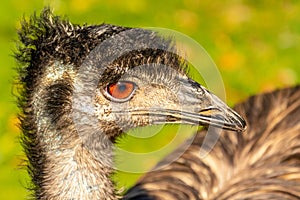 Portrait of an Emu Dromaius novaehollandiae head with orange eyes