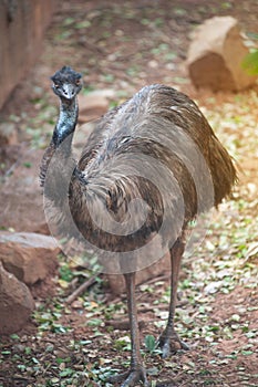 Portrait of Emu Dromaius novaehollandiae. Wildlife animal.