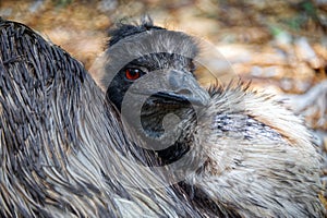 Portrait of an Emu, large flightless bird