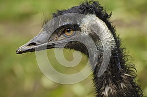 Portrait of Emu ostrich