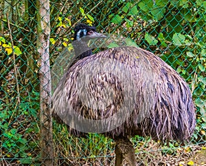 Portrait of a Emu, tropical flightless bird specie from Australia