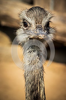 Portrait of an emu in the zoo