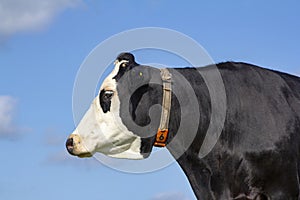 Portrait of a black and white cow, blister head.