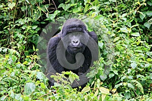 Portrait of endangered Mountain Gorilla Gorilla beringei beringei in Volcanoes National Park Rwanda