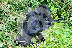 Portrait of endangered Mountain Gorilla Gorilla beringei beringei in Volcanoes National Park Rwanda