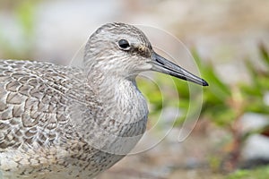 Portrait of an Endangered Red Knot