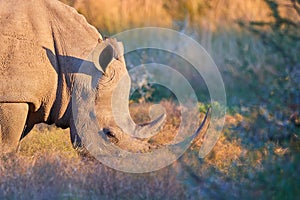 Portrait of endangered Southern white rhinoceros, Ceratotherium simum, grazing on savanna, side view, vivid colors. African animal
