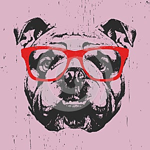 Portrait of English Bulldog with glasses.