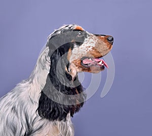 Portrait of English cocker spaniel