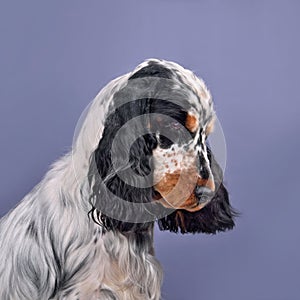 Portrait of English cocker spaniel