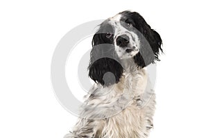 Portrait of a english cocker spaniel glancing away isolated on a white background in a horizontal image