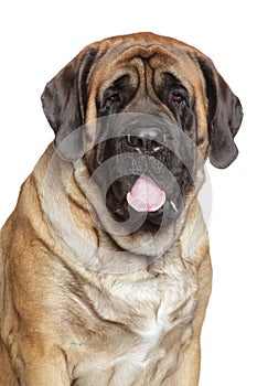 Portrait of a english mastiff