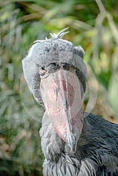 Portrait of enormous and beautiful African shoebill stork