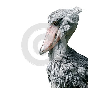 Portrait of enormous and beautiful African shoebill stork isolated at white background, closeup, details