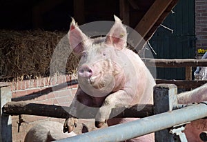 Portrait of a enthousiastic pig