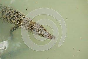 Portrait of an Estuarine Crocodile