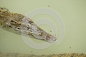 Portrait of an Estuarine Crocodile