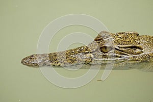 Portrait of an Estuarine Crocodile