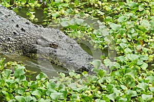 Portrait of an Estuarine Crocodile