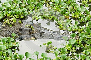 Portrait of an Estuarine Crocodile