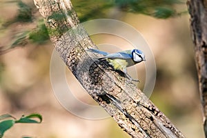 A portrait of a Eurasian blue tit sitting moving right on a big branch of a tree. The cyanistes caeruleus songbird is walking or