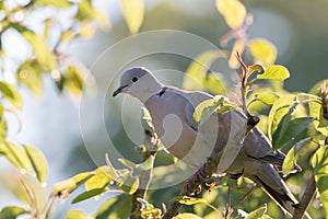 Portrait of a Eurasian collared dove
