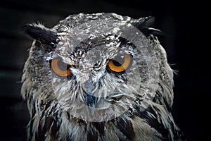 Portrait of eurasian eagle owl