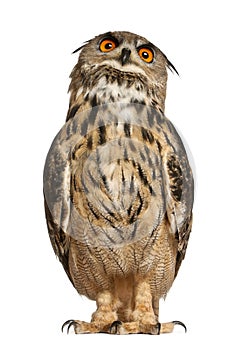 Portrait of Eurasian Eagle-Owl